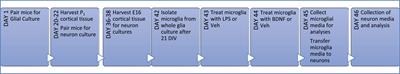 Brain-derived neurotrophic factor (BDNF) has direct anti-inflammatory effects on microglia